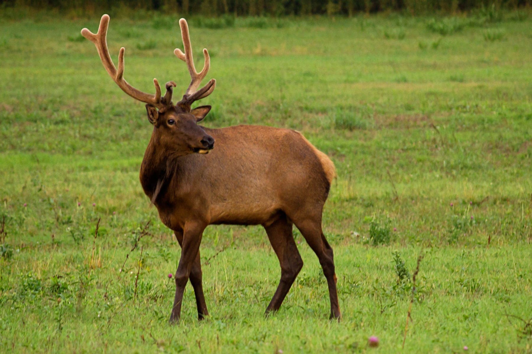 A bull elk standing in a green field in Boxley Valley