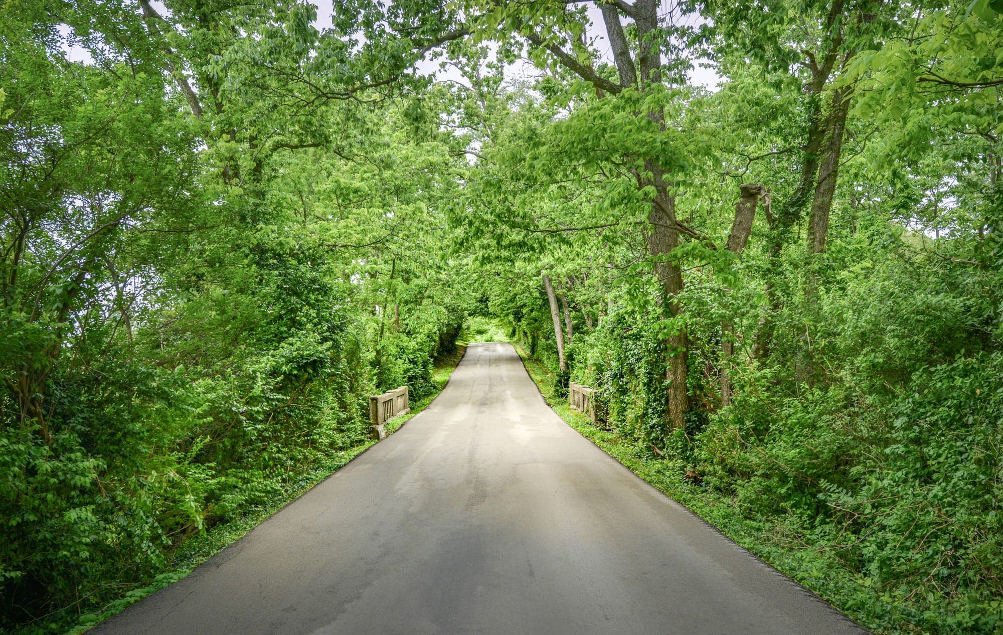 A tree-canopied back road outside Lexington, in Kentucky horse country