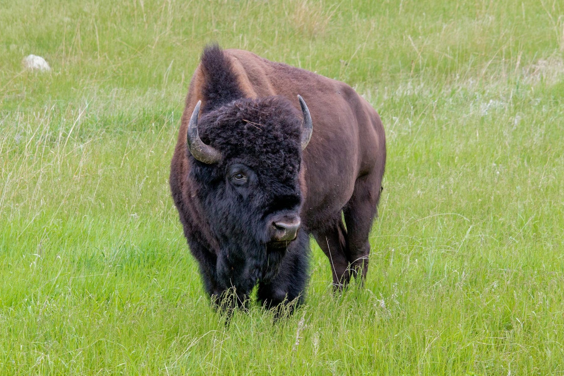 A bison grazing in green grass in Custer State Park