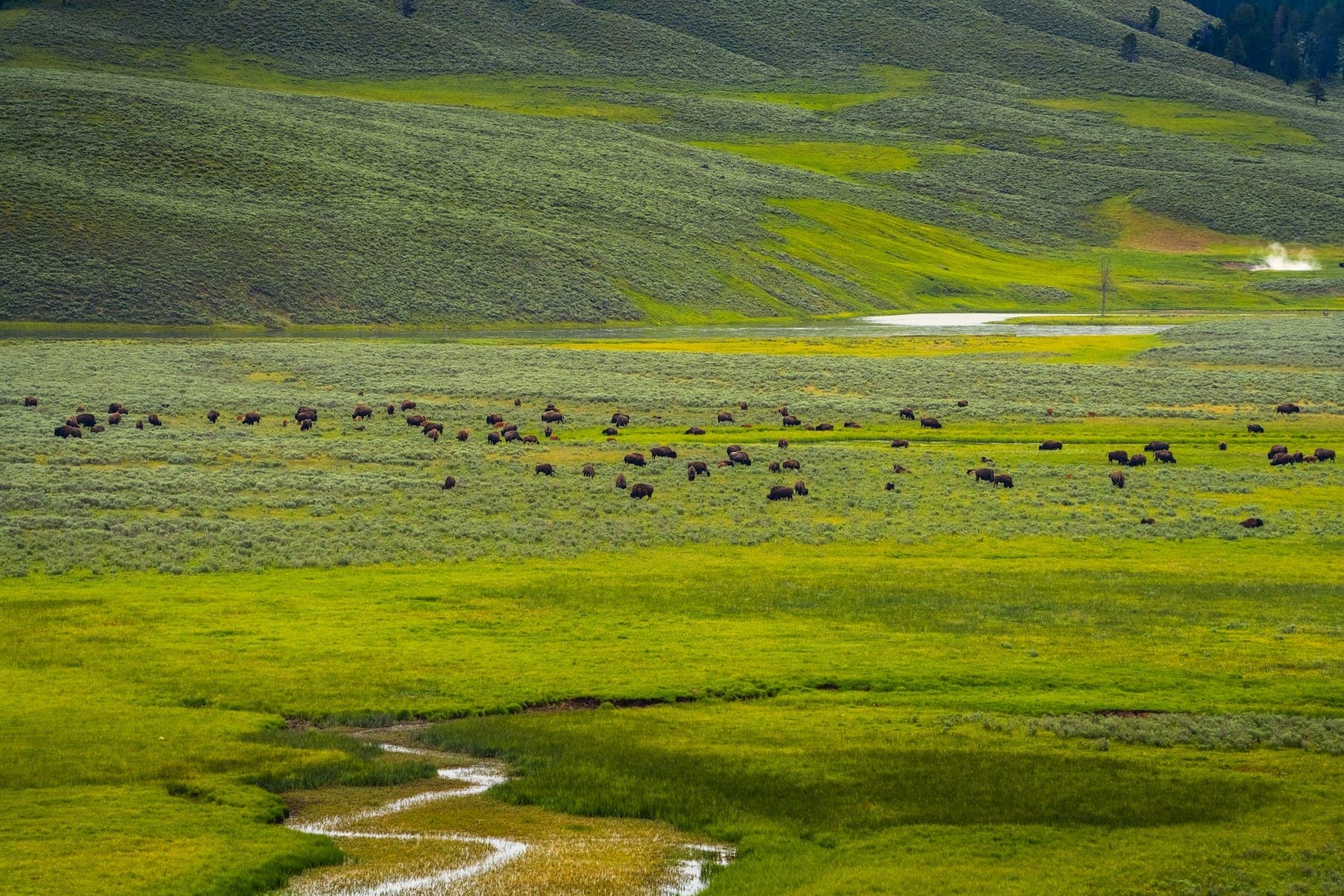 A bison herd grazing across the green meadows of Lamar Valley