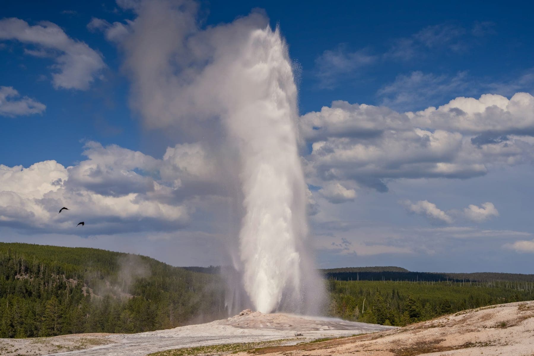 Old Faithful erupting in a tall plume of water and steam