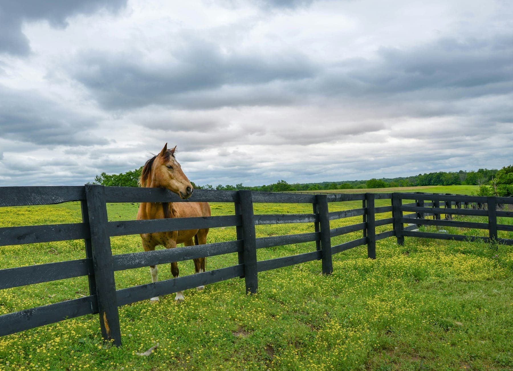 A horse looking over a black plank fence in a green pasture outside Lexington