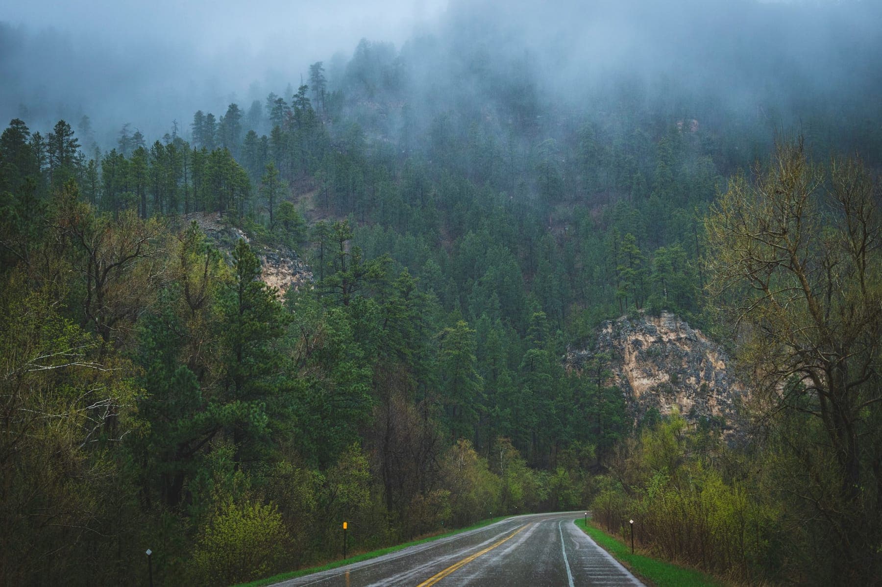 A two-lane highway heading into fog-covered pine hills in the Black Hills